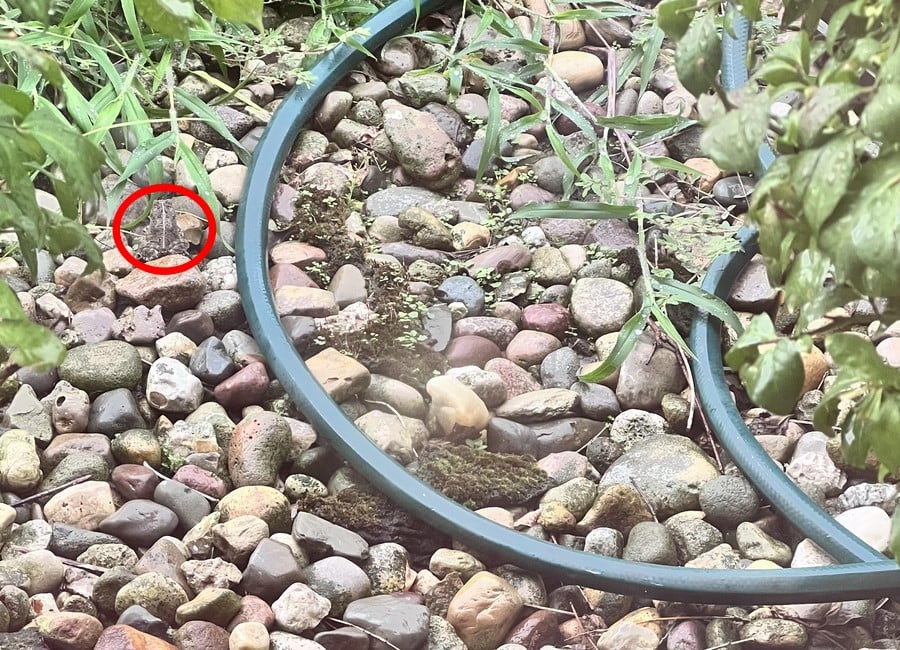 Αποκάλυψη της οπτικής ψευδαίσθησης