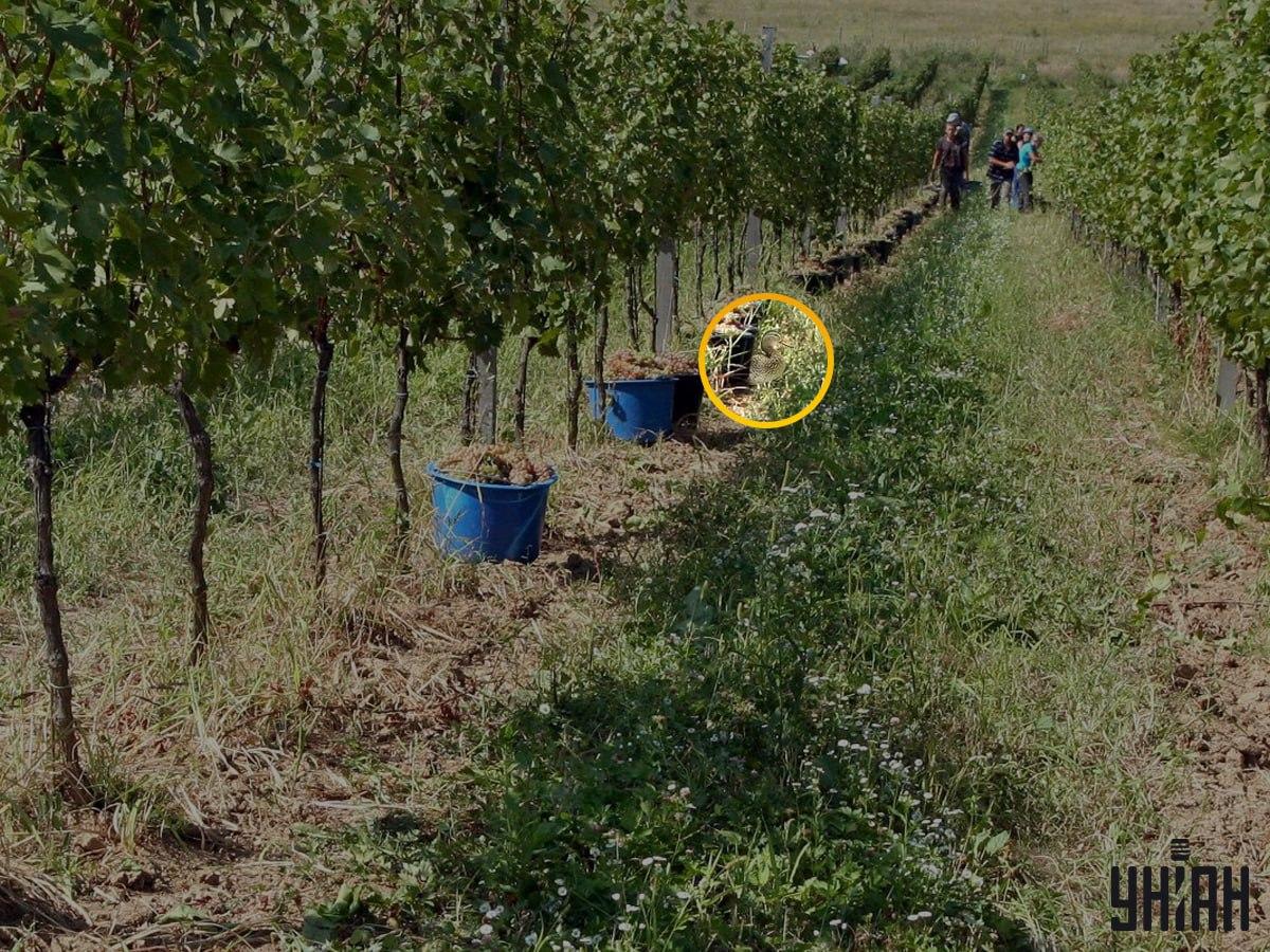 Φωτογραφία Moje