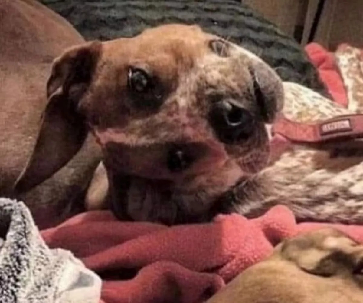 Οπτική ψευδαίσθηση 