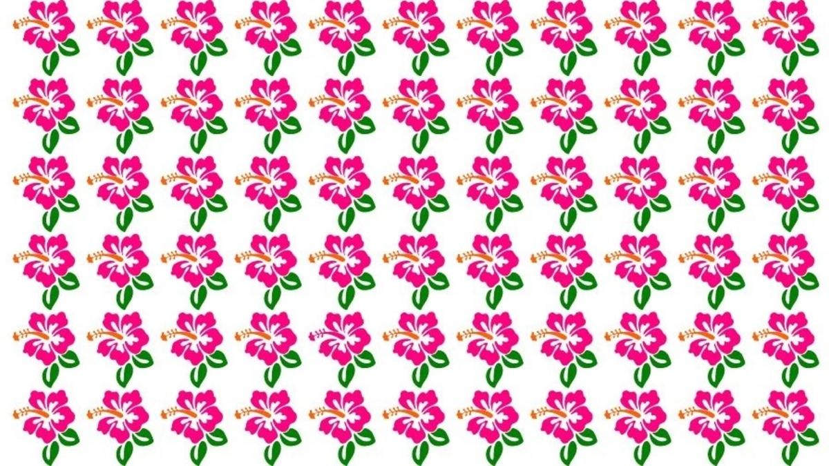 Βρείτε τον ασυνήθιστο ιβίσκο στην εικόνα / φωτογραφία από Fresherslive