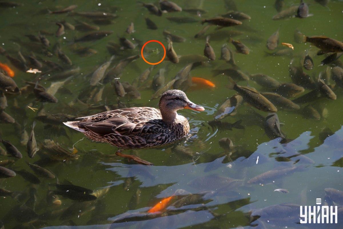 Ο βάτραχος ήταν στην κορυφή του παζλ / κολάζ με φωτογραφία Moje