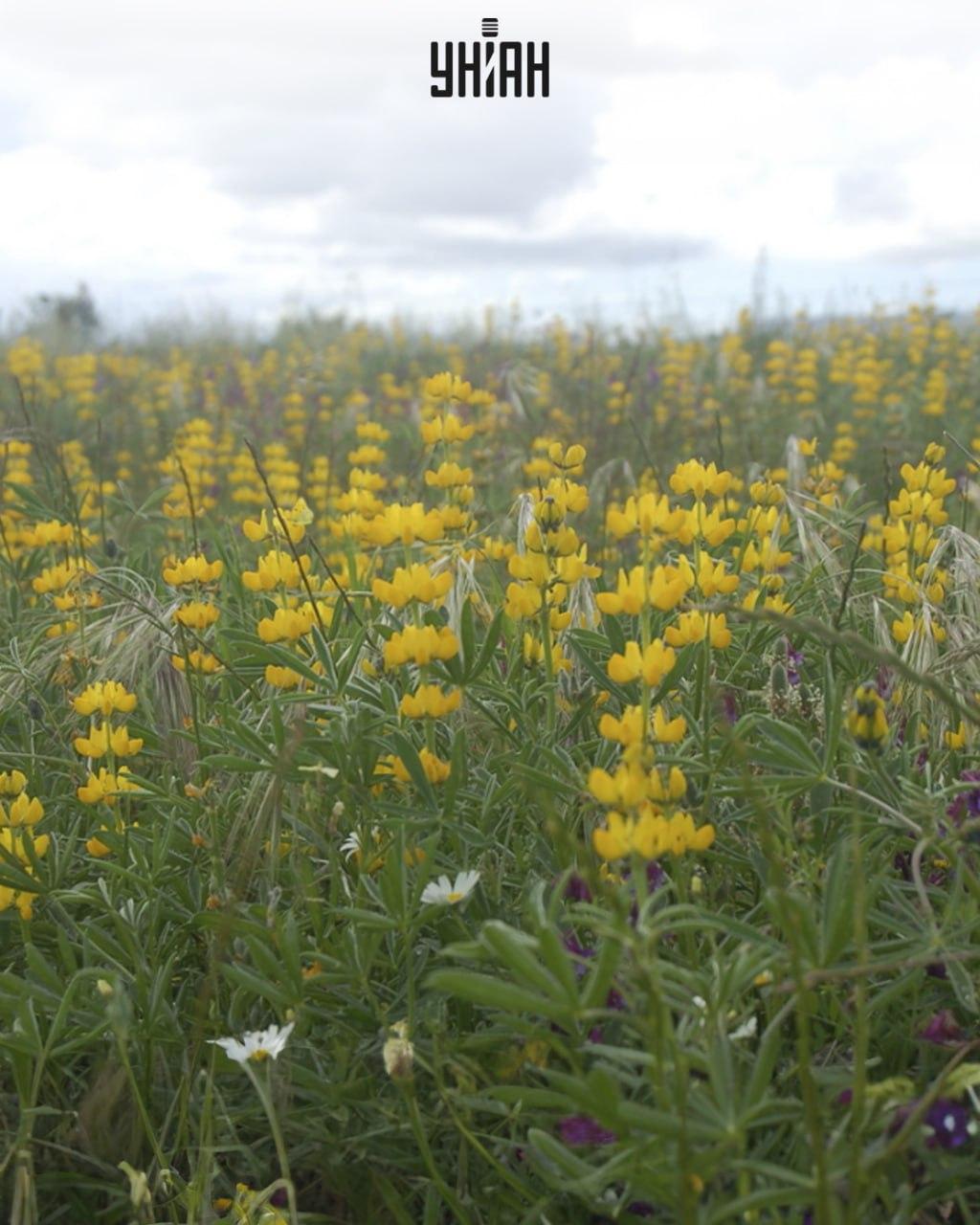 Πρέπει να βρείτε μια πεταλούδα ανάμεσα σε λούπινα / Κολάζ Moje