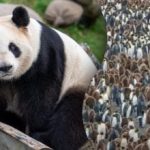 Μόνο μια ιδιοφυΐα μπορεί να βρει ένα πάντα ανάμεσα σε εκατοντάδες πιγκουίνους σε 15 δευτερόλεπτα: ένα παζλ ενσυνείδησης Μόνο μια ιδιοφυΐα μπορεί να βρει ένα πάντα ανάμεσα σε