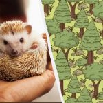 Το πιο ευγενικό παζλ: βρείτε τον σκαντζόχοιρο στο δάσος σε