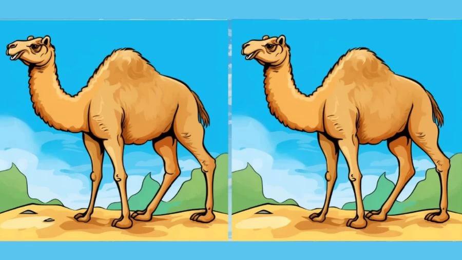 Παζλ / Fresherslive