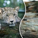 Μόνο ένα άτομο με “μάτια κυνηγού” θα βρει τη λεοπάρδαλη: