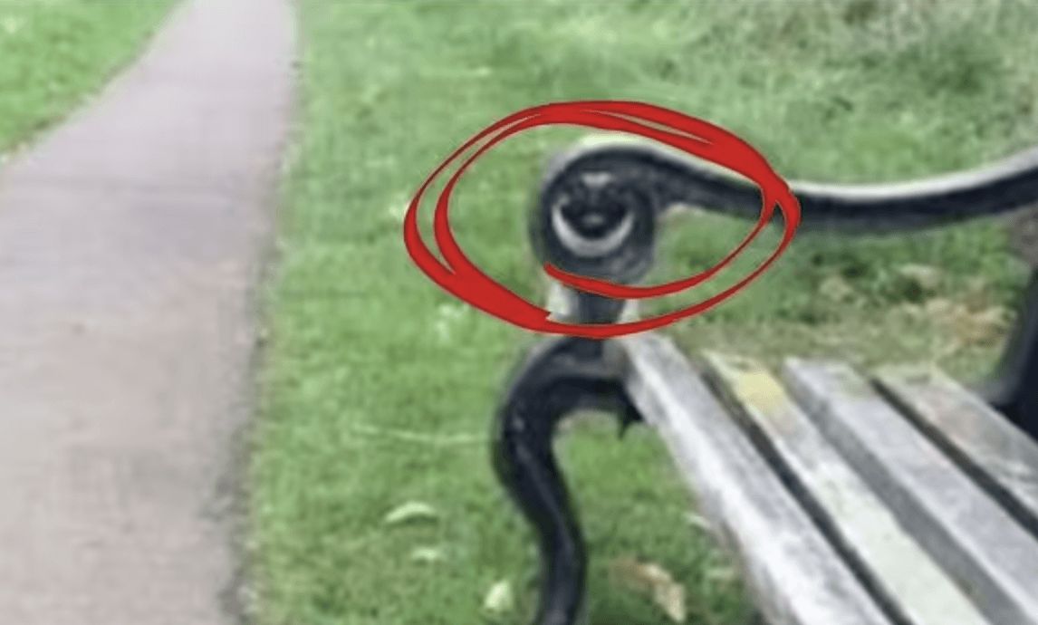 Εδώ είναι κρυμμένος ο σκύλος / photo by TikTok/edaiibuggout1