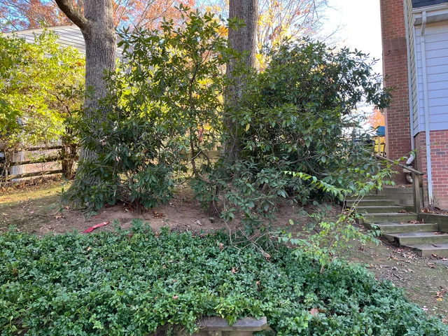 Σούπερ εξελιγμένη οπτική ψευδαίσθηση: μόνο ένας πραγματικός ντετέκτιβ μπορεί να βρει έναν σκύλο σε 10 δευτερόλεπτα