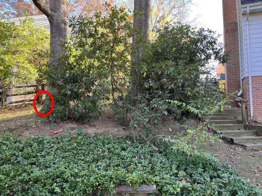 Σούπερ εξελιγμένη οπτική ψευδαίσθηση: μόνο ένας πραγματικός ντετέκτιβ μπορεί να βρει τον σκύλο σε 10 δευτερόλεπτα