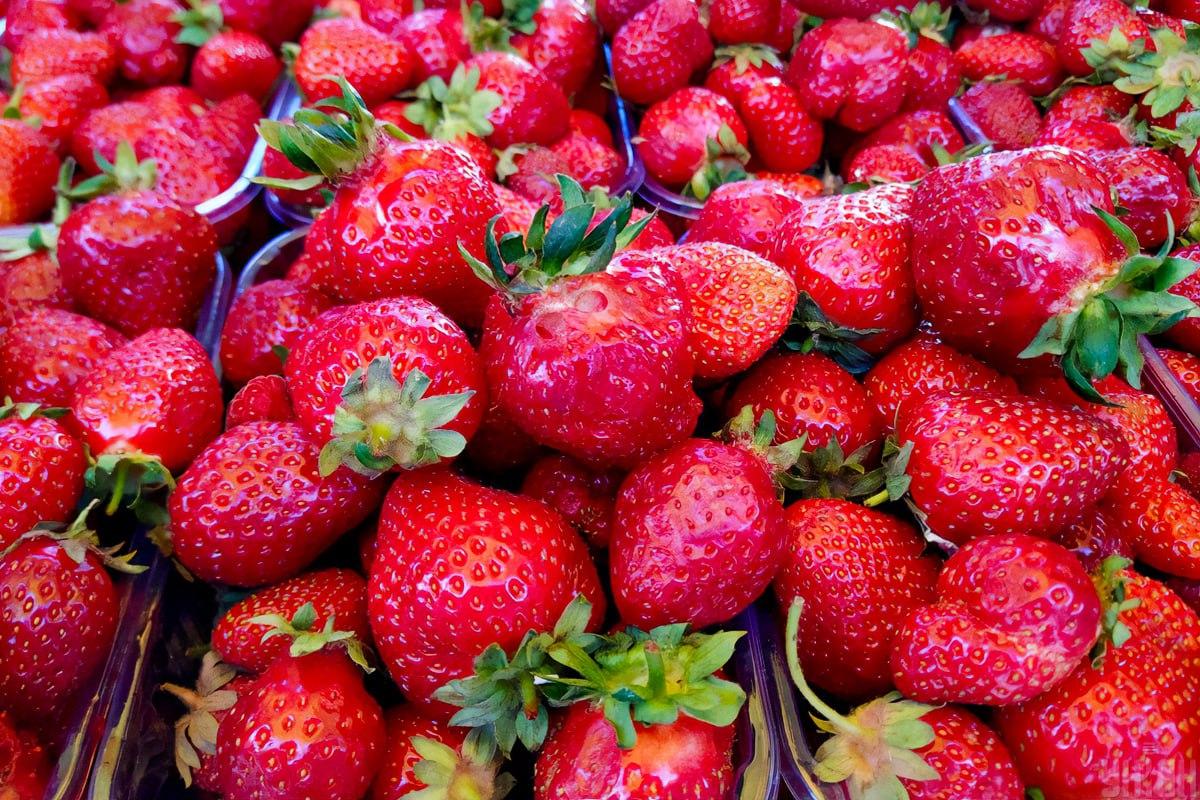 Βρείτε ένα βατόμουρο σε μόλις 7 δευτερόλεπτα / κολάζ με φωτογραφία Moje