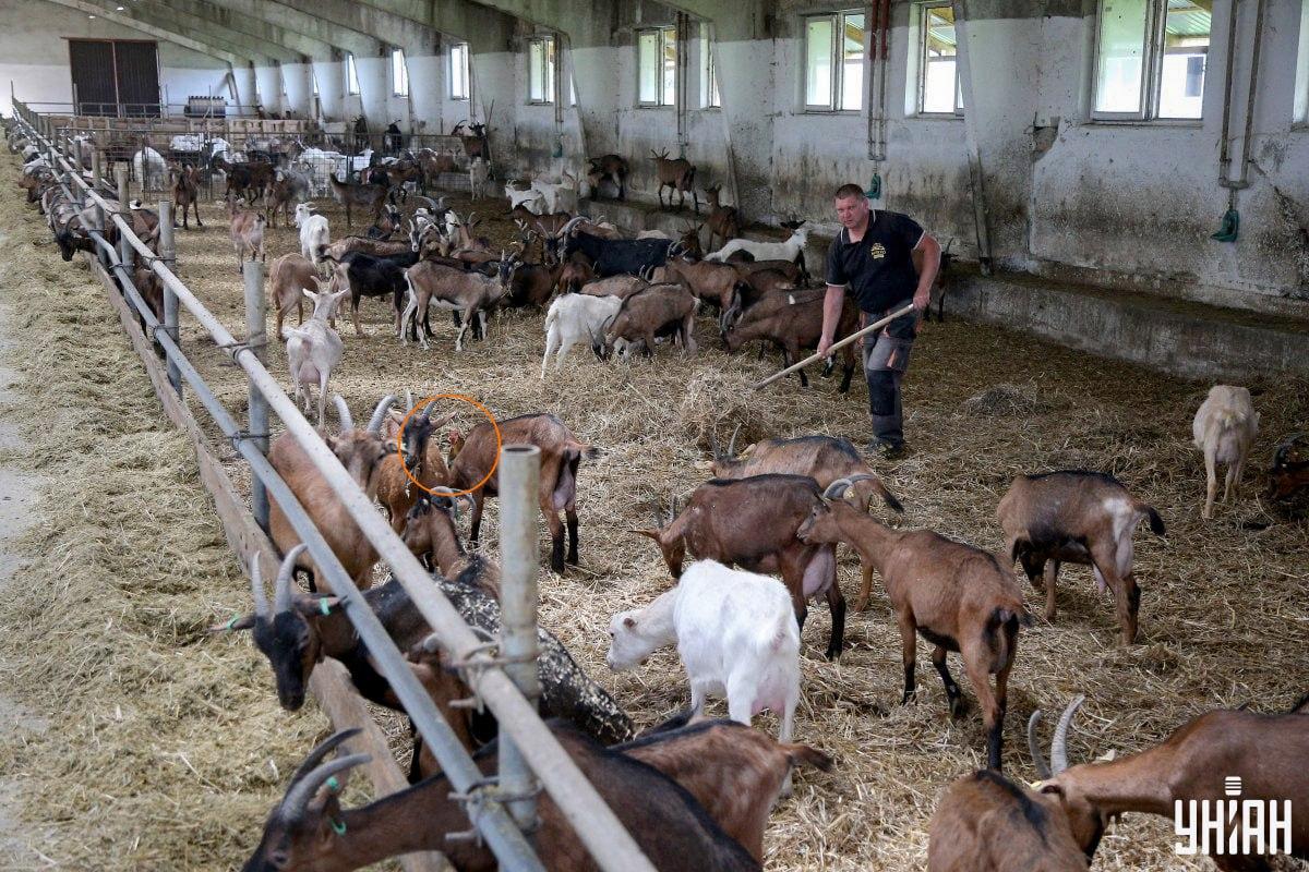 Το οικόσιτο πτηνό βρισκόταν κοντά στο κέντρο της εικόνας / κολάζ με φωτογραφία Moje