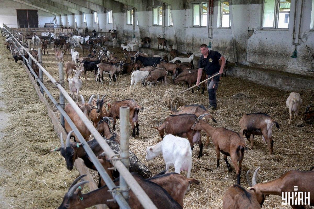 Βρείτε τον νευρικό κόκορα στην εικόνα στο χρόνο / κολάζ με φωτογραφία Moje