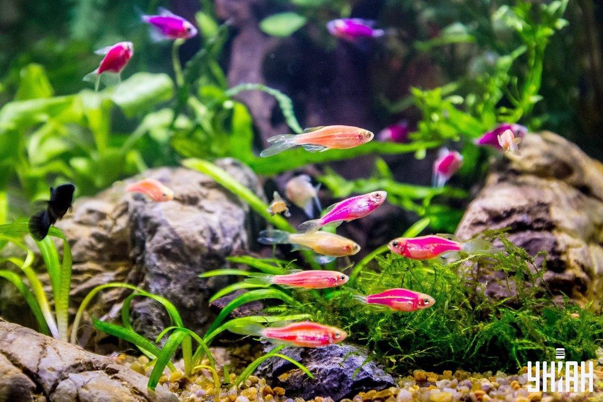 Το παζλ είναι πολύ δύσκολο, μη χάνετε χρόνο όταν ψάχνετε για τη χελώνα / κολάζ από τη φωτογραφία Moje