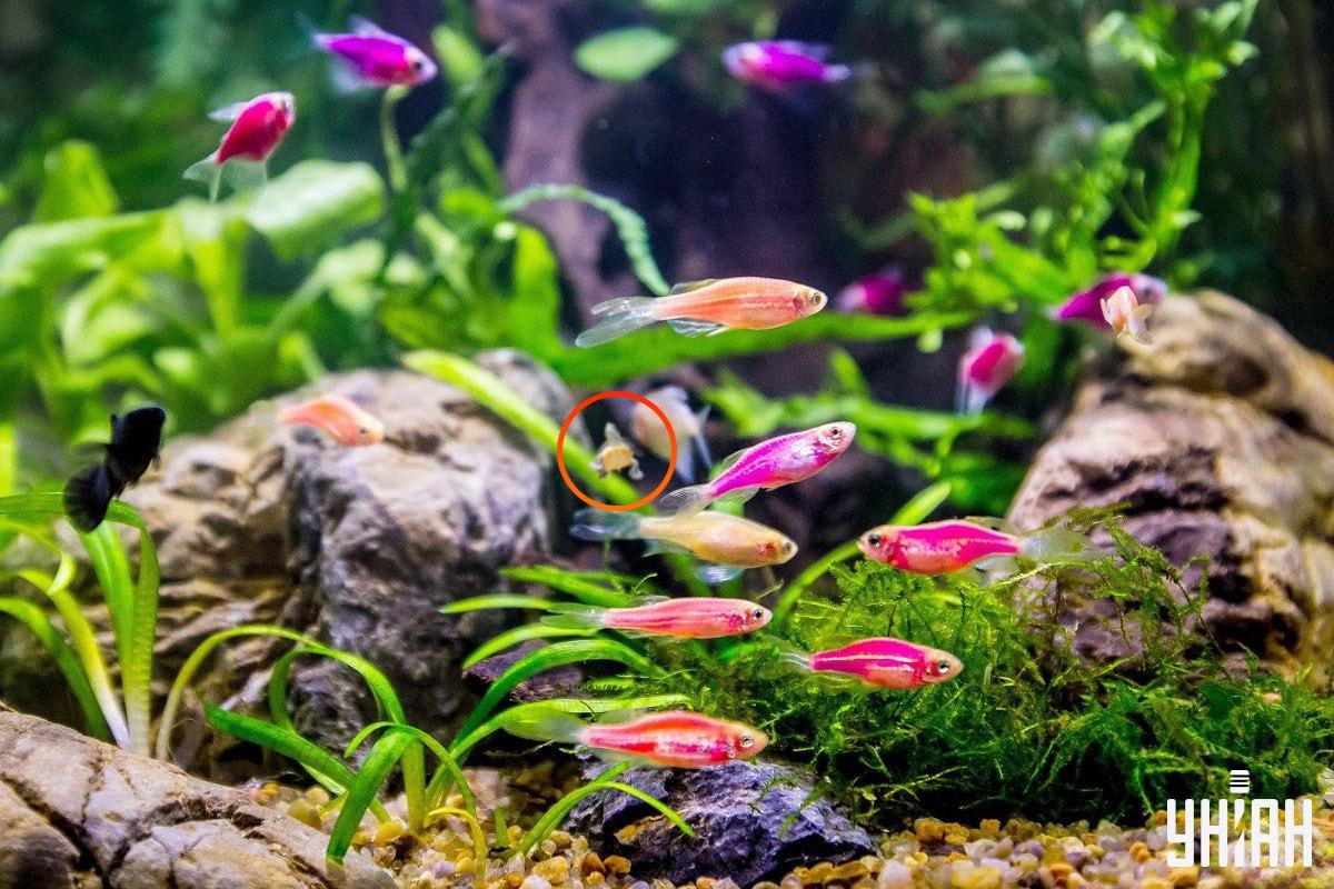 Η χελώνα βρισκόταν σχεδόν στο κέντρο της εικόνας / κολάζ με φωτογραφία Moje