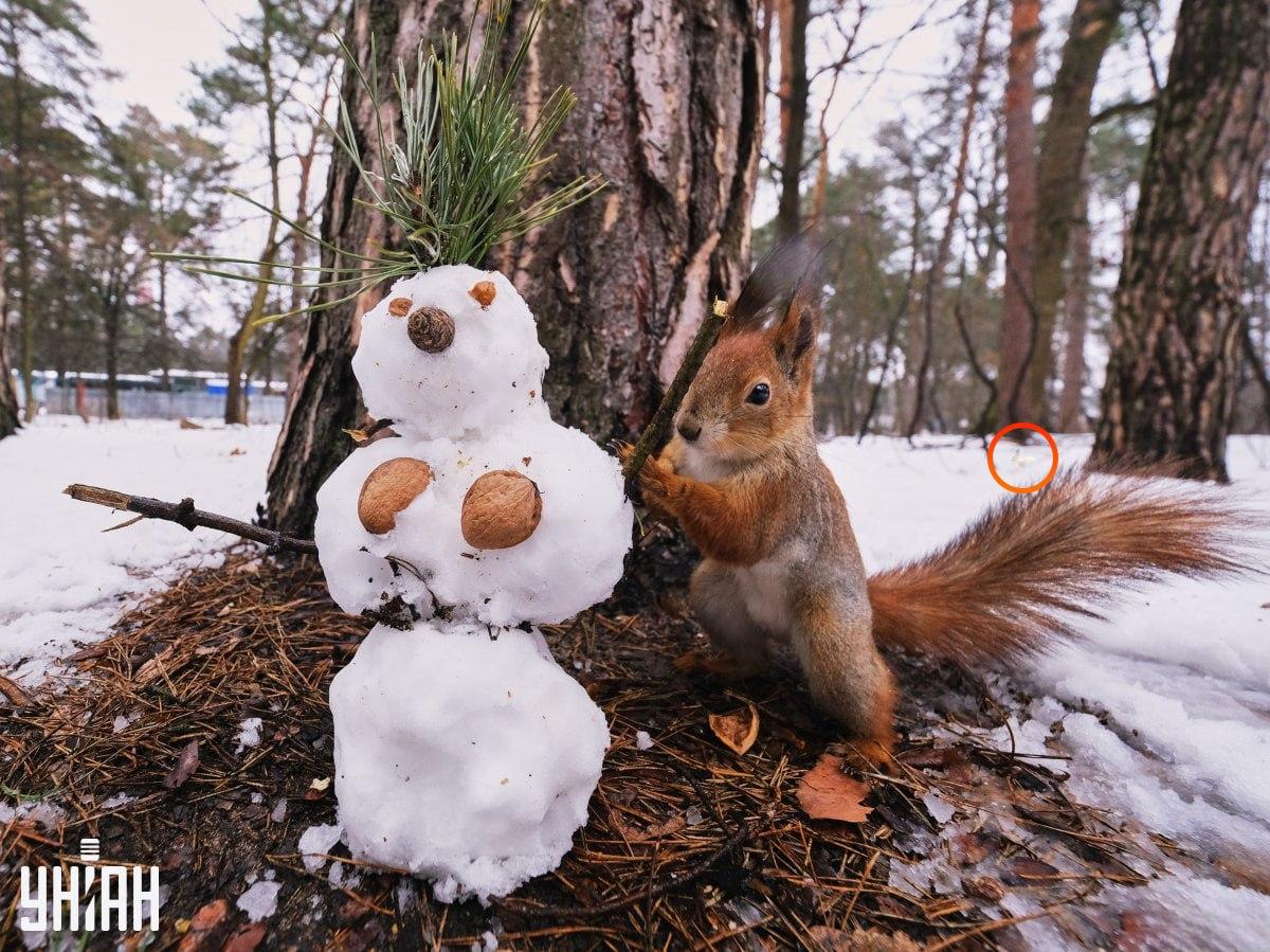 Ο λαγός ήταν στην αριστερή πλευρά του παζλ / κολάζ με φωτογραφία Moje