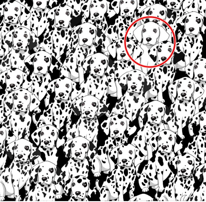 Βρείτε τον σκύλο που δεν έχει κηλίδες μεταξύ αυτών των Δαλματιανών - λύνοντας το παζλ
