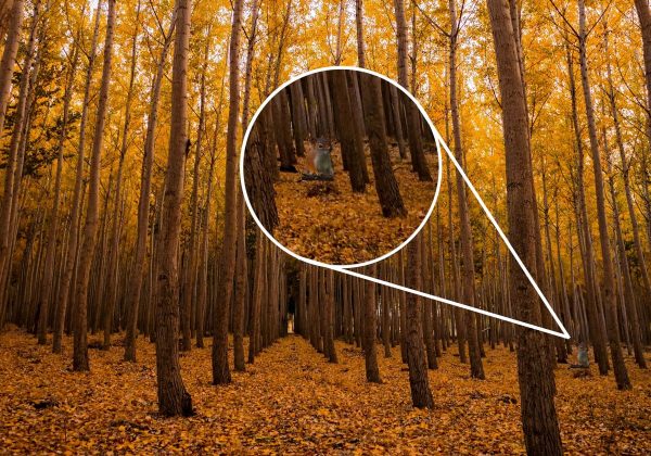 Μόνο οι πιο προσεκτικοί θα βρουν έναν σκίουρο στο δάσος σε 8 δευτερόλεπτα: ένας γρίφος με κόλπα