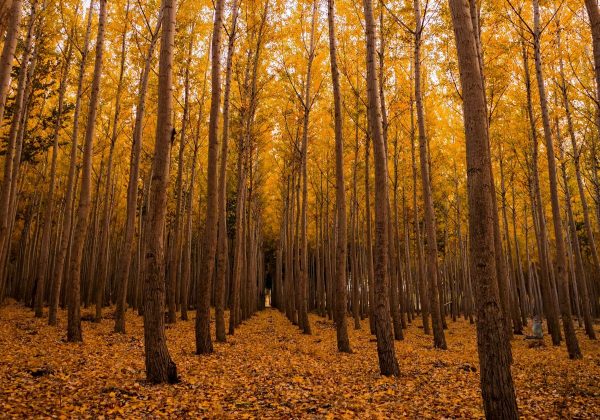 Μόνο οι πιο προσεκτικοί θα βρουν έναν σκίουρο στο δάσος σε 8 δευτερόλεπτα: ένας δύσκολος γρίφος