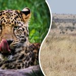 Η λεοπάρδαλη θα βρεθεί μόνο από εκείνους που έχουν “μάτια