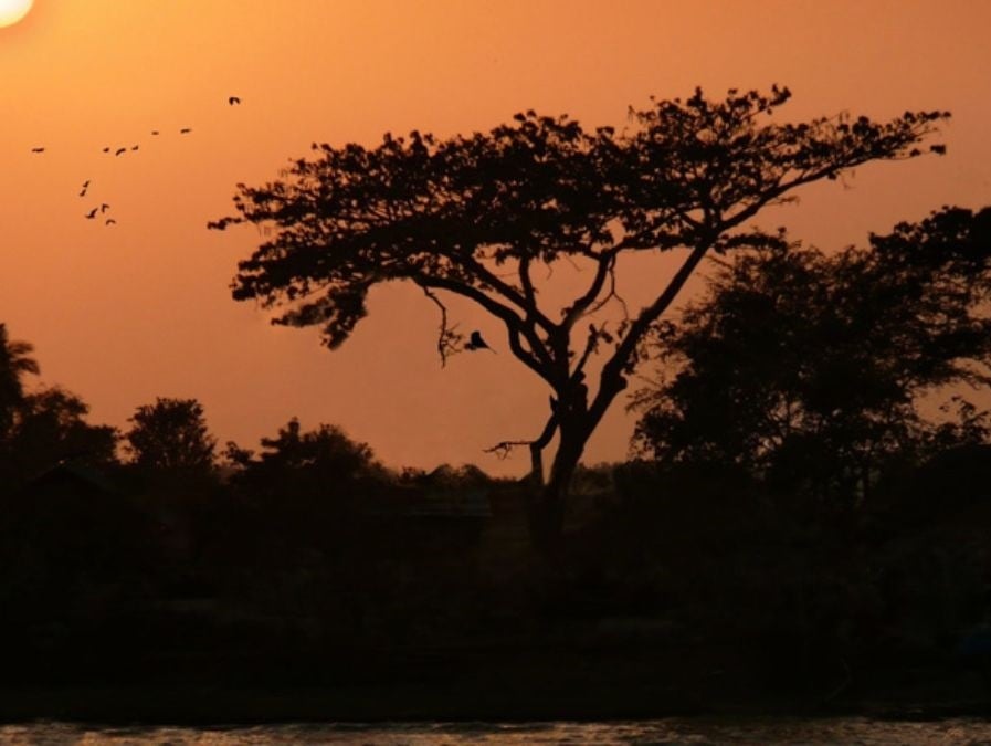 Μοναδική οπτική ψευδαίσθηση: Μόνο οι πιο έξυπνοι μπορούν να βρουν ένα ζώο σε 11 δευτερόλεπτα