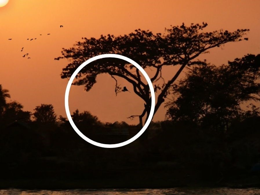 Μοναδική οπτική ψευδαίσθηση: Μόνο οι πιο έξυπνοι μπορούν να βρουν ένα ζώο σε 11 δευτερόλεπτα