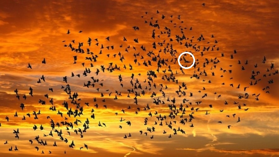 Πουλιά, οπτική απεικόνιση