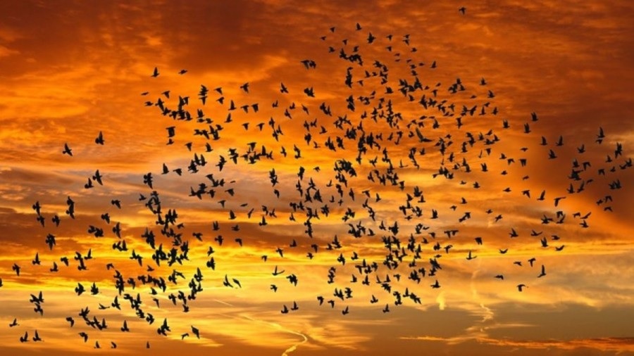 Πουλιά, οπτική απεικόνιση