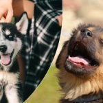 Πώς και πόσες φορές να ταΐσετε ένα κουτάβι και τι