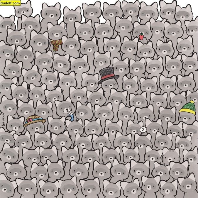 Ένας γρίφος για πραγματικές ιδιοφυΐες: βρείτε μια γάτα ανάμεσα σε ρακούν σε 15 δευτερόλεπτα